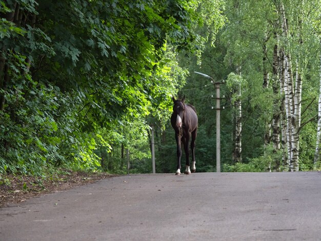 Das Fohlen ist auf einer Straße. Zuchtpferde auf dem Bauernhof.