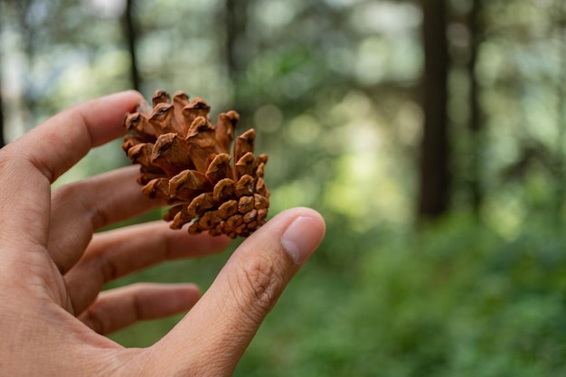 Das Foto eignet sich zur Verwendung als Naturhintergrund, botanisches Poster und Werbung