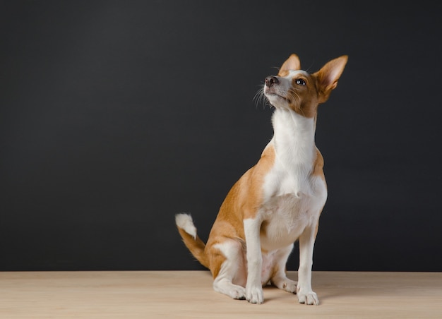 Das Foto eines kleinen orangefarbenen Hundes auf grauem Hintergrund