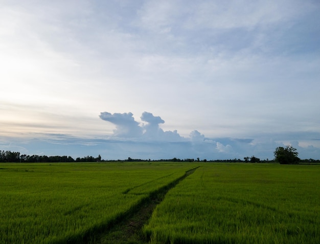 Das frische Reisfeld mit dem Wolkenhimmel am Abend