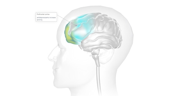 Das Gehirn mit Antidepressiva 3d