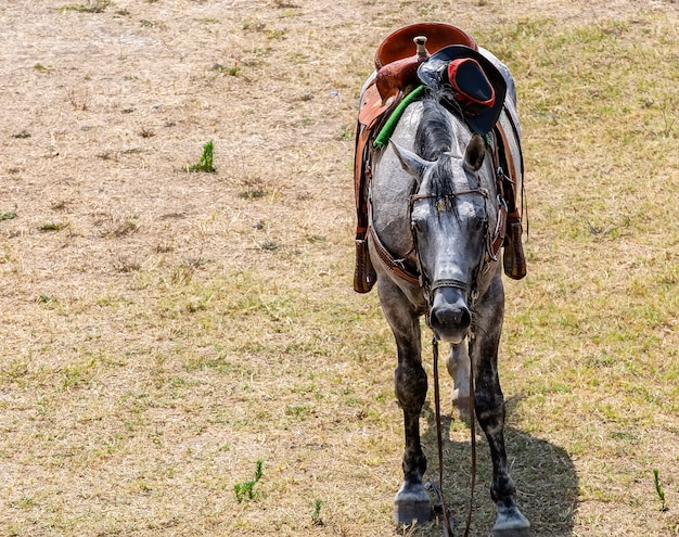 Das gesattelte Pferd auf dem Rasen mit Cowboyhut wartet auf Touristen