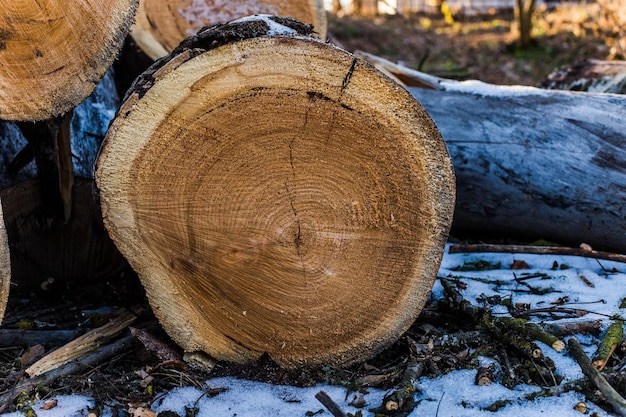 Das geschnittene Stück dicker Baumstämme, die auf dem Boden liegen. Abholzung alter kranker Bäume. Frisch abgeholzt