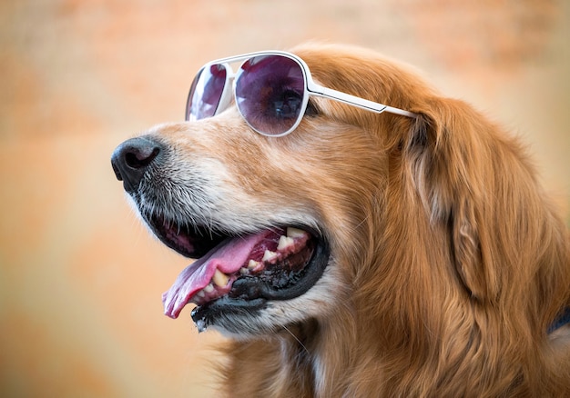 Das Gesicht des goldenen Hundes mit Brille.