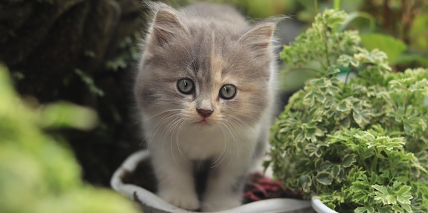 Das Gesicht des persischen Kätzchens, das im Park spielt. Kleine Katze. Kleine Katze, die im Garten spielt.