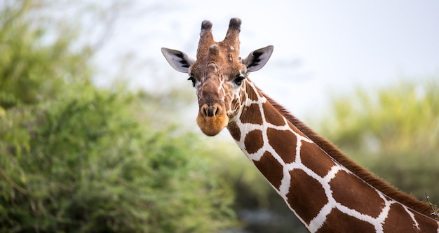 Das Gesicht einer Giraffe in Nahaufnahme