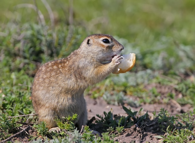 Das gesprenkelte Grundeichhörnchen oder der gefleckte Souslik (Spermophilus suslicus) auf dem Boden frisst ein Brot.