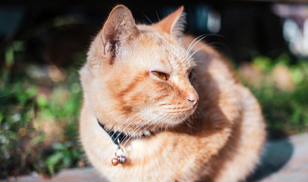 Das Glück der jungen Katze Ginger Tabby, die morgens auf dem Betonboden im Garten sitzt