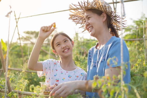 Das glückliche asiatische Kind, das ihrer Mutter hilft, ernten kleine Tomate im Bauernhof
