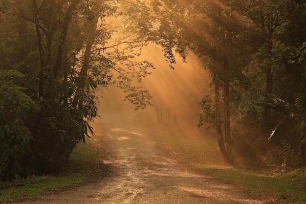 Das goldene Licht scheint durch die Bäume, durch die Nebel schwebt