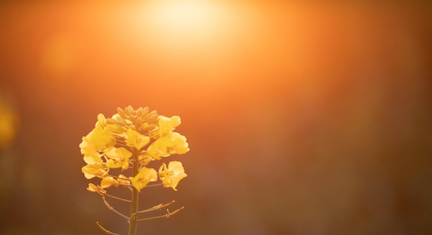 Das goldene Wunder der Natur Nahaufnahme der Rapsblüte