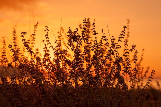 Das Gras bei Sonnenuntergang