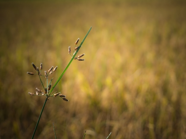 Das Gras blüht mit undeutlichem Hintergrund