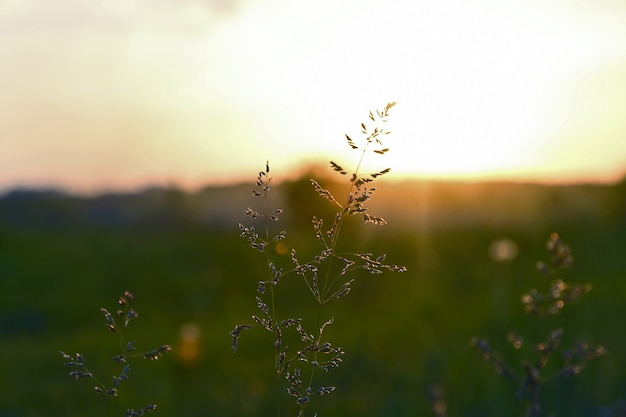 Das Gras in der Sonne