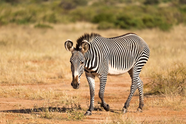 Das Grevy Zebra weidet auf dem Land von Samburu in Kenia