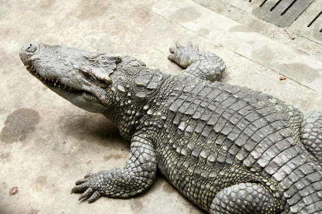 Das große Krokodil auf dem Bauernhof