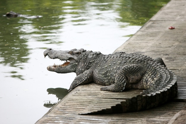 Das große Krokodil auf dem Bauernhof