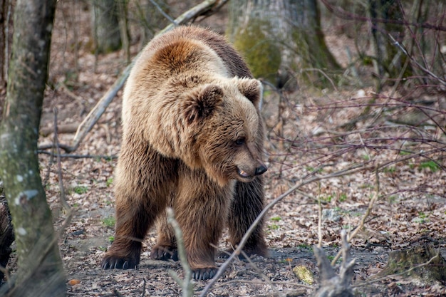 Das große Männchen des Braunbären Ursus arctos geht im Wald spazieren