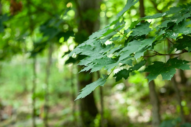 Das grüne Blatt des Baumes