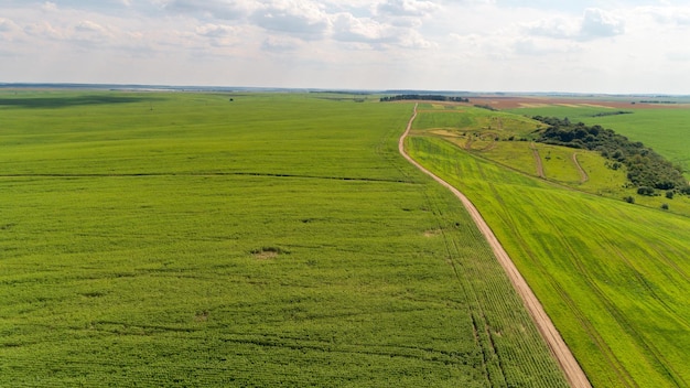 Foto das grüne feld ist bei sonnenuntergang mit der drohnenansicht von oben aufgenommen