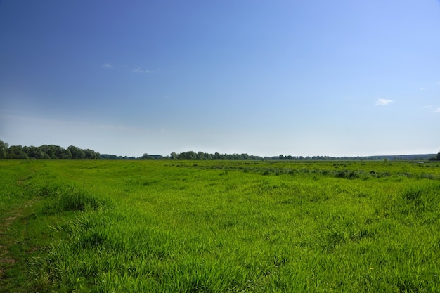 Das grüne Gras auf dem Feld und der blaue Himmel, kleine Wolken