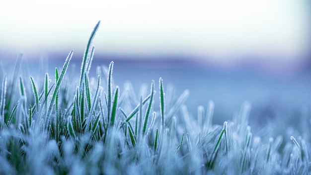 Das grüne Gras ist mit Eiskristallen bedeckt Eine wunderbare morgendliche Frühlings- oder Herbstlandschaft