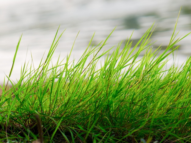 Das grüne Gras wiegt sich im Wind.