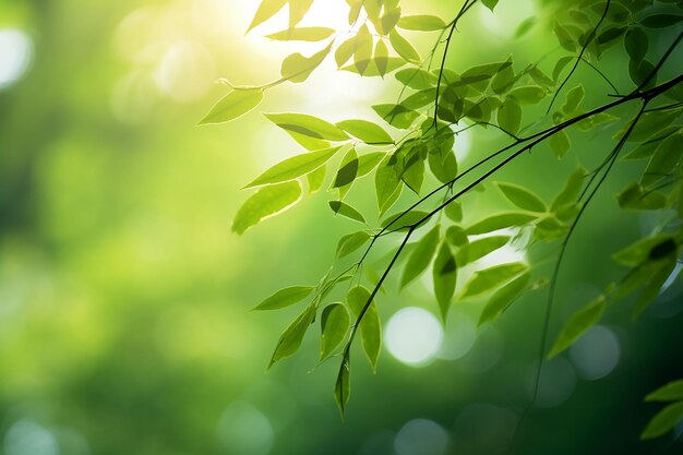 Das grüne Laub des Dschungels und die sonnigen Blätter in einem üppigen Regenwald