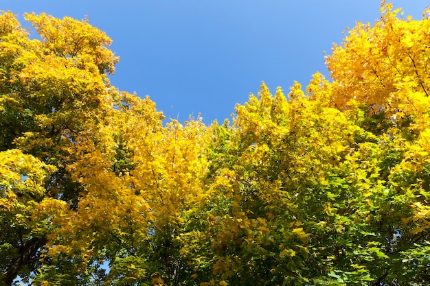 Das halb vergilbte Laub des Ahorns im Früh- oder Mittherbst vor dem blauen Himmel der im Wald wachsenden Bäume