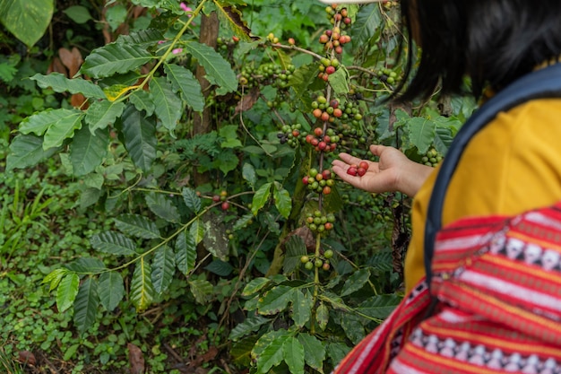 Das Handmädchen, das den frischen Kaffee auf dem Kaffeebaum hält