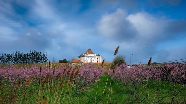 Das Heiligtum des Herrn Jesus aus Stein bei Obidos am Feld mit blühenden Mandeln. Frühling in Portugal