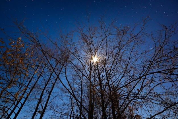 Das helle Licht des Mondes und der Sterne durch die Äste der Bäume. Fotografiert in einer Winternacht.