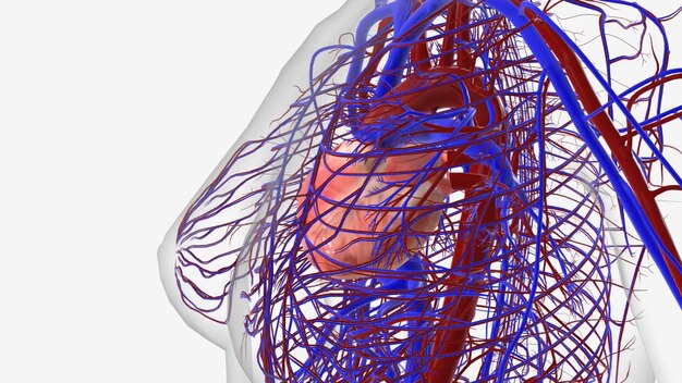 Foto das herz ist ein faustgroßes organ, das blut durch den ganzen körper pumpt