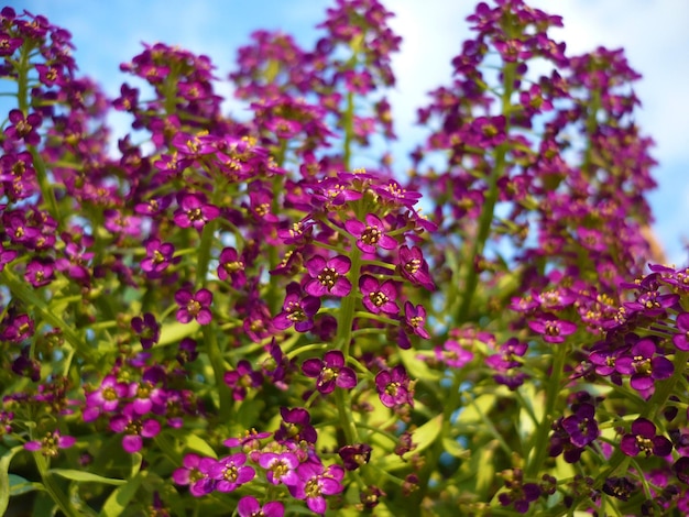 Das Hintergrundbild der bunten Blumen, Hintergrundnatur