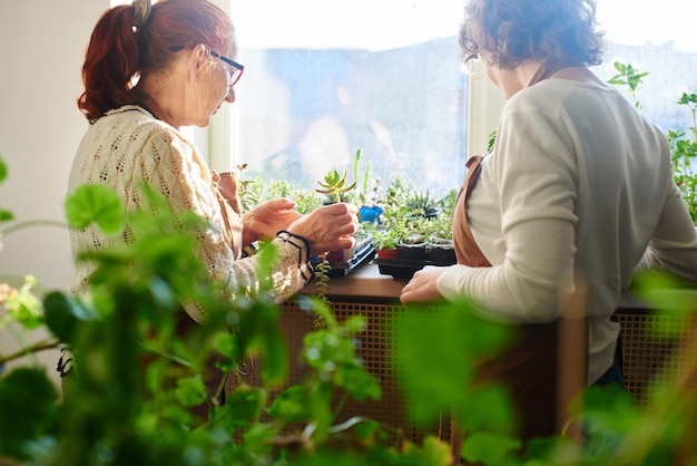 Das Hobby der Frauen. Mutter und Tochter Botanik-Floristen kümmern sich um Zimmerpflanzen und Blumen