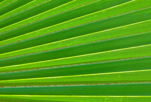 Das horizontale des grünen Palmblatt-strukturierten Hintergrundes