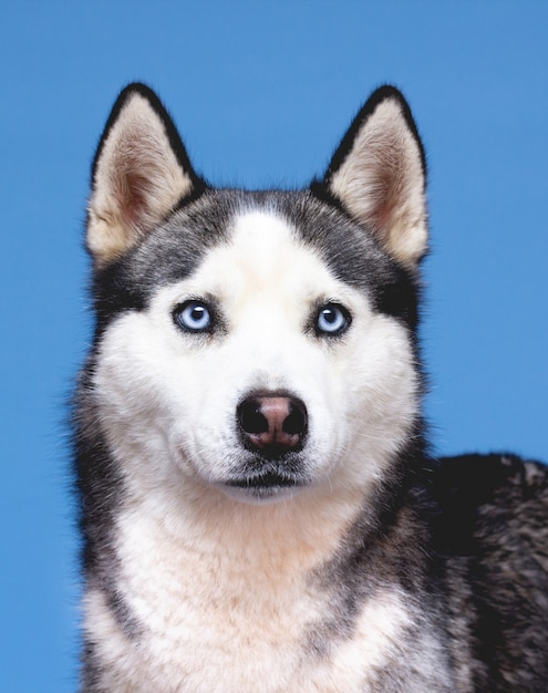 Das Husky-Hundeporträt auf einem blauen Hintergrund