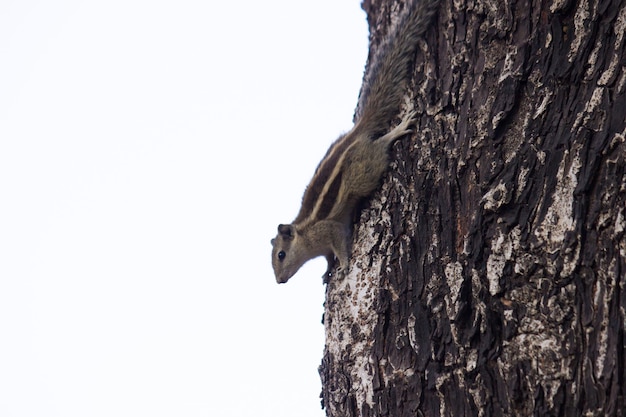 Das indische Palmenhörnchen oder Nagetier oder auch bekannt als das Streifenhörnchen auf dem Baumstamm neugierig gucken