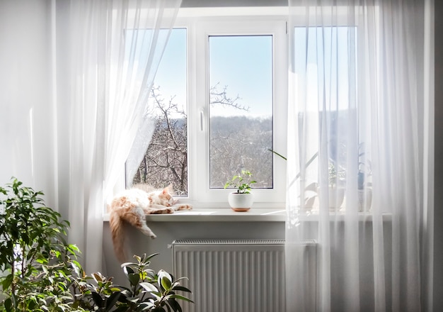 Das Innere des Wohnzimmers in hellen Farben. Fenster mit weißem Tüll und schlafender Katze auf Fensterbank