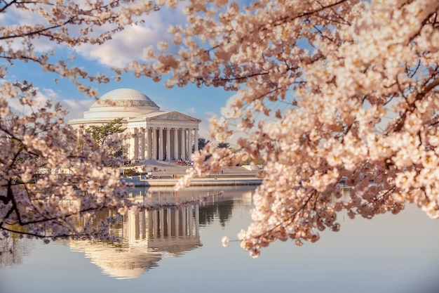 Das Jefferson Memorial während des Kirschblütenfestes. Washington, DC in den USA in