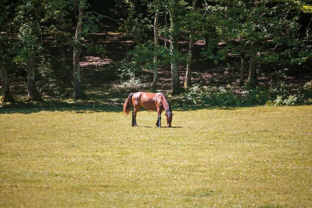 Das junge Pferd weidet auf einer Wiese. Ein Pferd auf einer Weide.