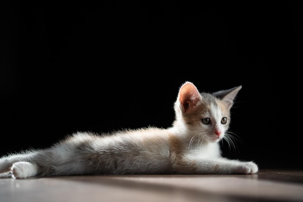 Das Kätzchen liegt auf der Seite und schaut zur Seite. Liebe zu den Tieren. Tierpflege zu Hause.