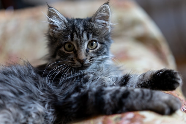 Foto das kätzchen liegt auf einem sofa