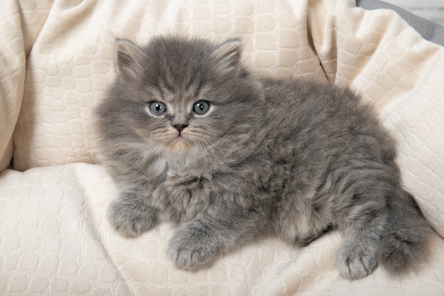 Das kätzchen liegt im bett für katzen.