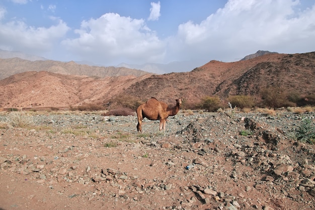 Das Kamel im Hejaz-Gebirge, Provinz Mekka, Saudi-Arabien