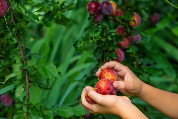 Das Kind erntet Pflaumen im Garten. Selektiver Fokus.