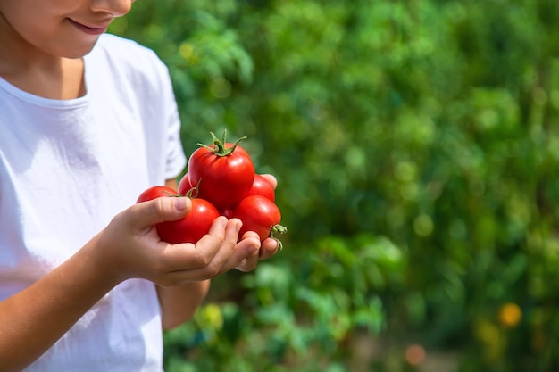 Das Kind erntet Tomaten im Garten. Selektiver Fokus. Kind.