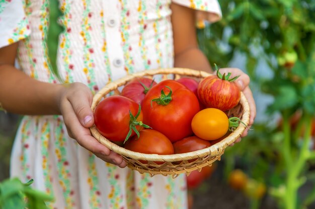 Das Kind erntet Tomaten. Selektiver Fokus. Kind.