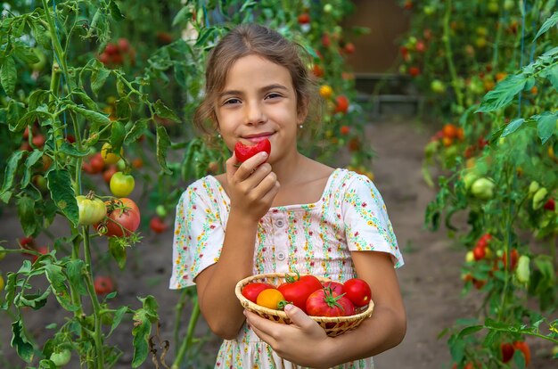 Das Kind erntet Tomaten. Selektiver Fokus. Kind.