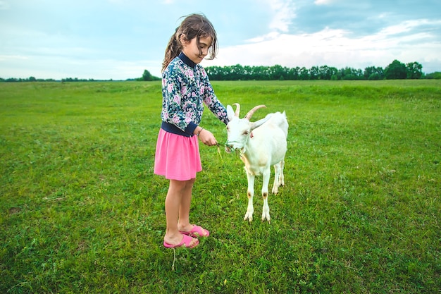 Das Kind füttert die Ziege auf der Wiese